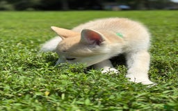 categoriesInfo:categoryAttributeOptions.pets.dogs.breed.akita dogs for sale: Champ - Image 14