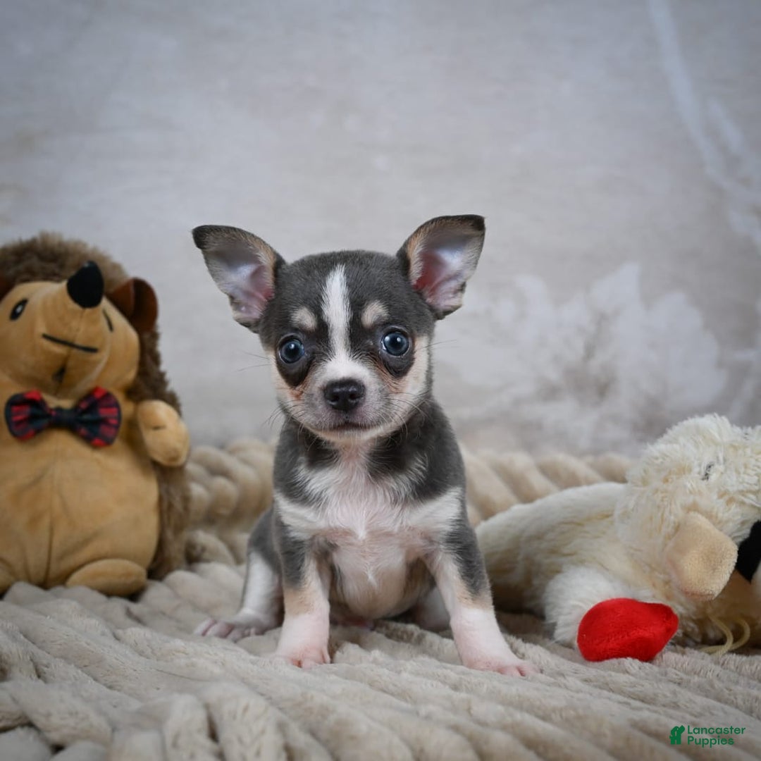 Chihuahua dogs for sale: Simon - Image 1