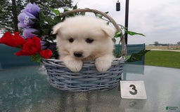 American Eskimo dogs for sale: Snowflake - Image 1