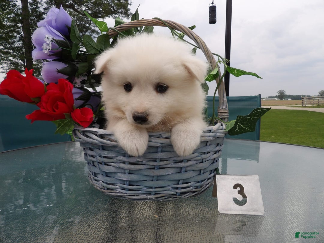 American Eskimo dogs for sale: Snowflake - Image 1