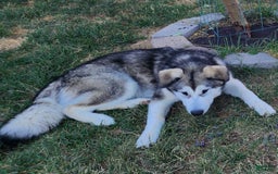 Alaskan Malamute dogs for sale: Tocho - Image 3