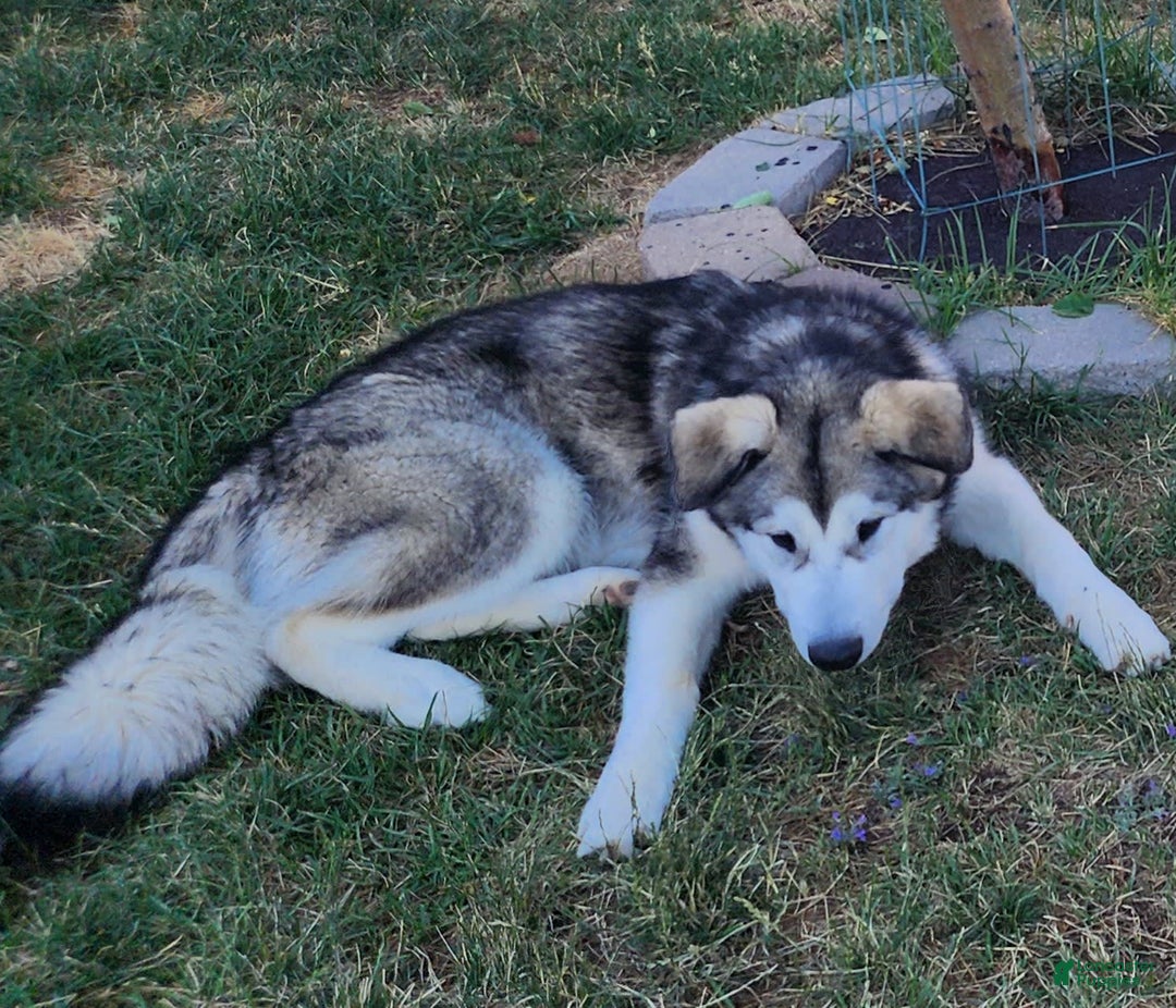 Alaskan Malamute dogs for sale: Tocho - Image 3