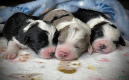 Sheepadoodle dogs for sale: Wilma - Image 1