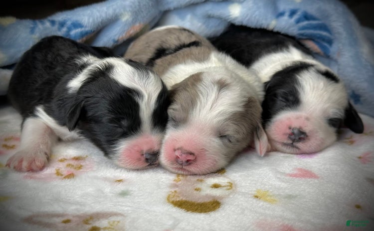 Sheepadoodle dogs for sale - Ad 4
