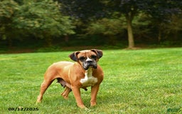 Boxer dogs for sale: Sequoia - Image 6