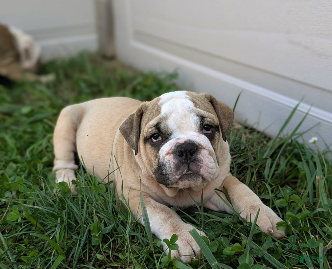 Olde English Bulldogge dogs for sale: Gillian - Image 14