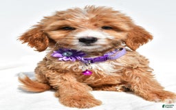 Mini Goldendoodle dogs for sale: Trixie - Image 1