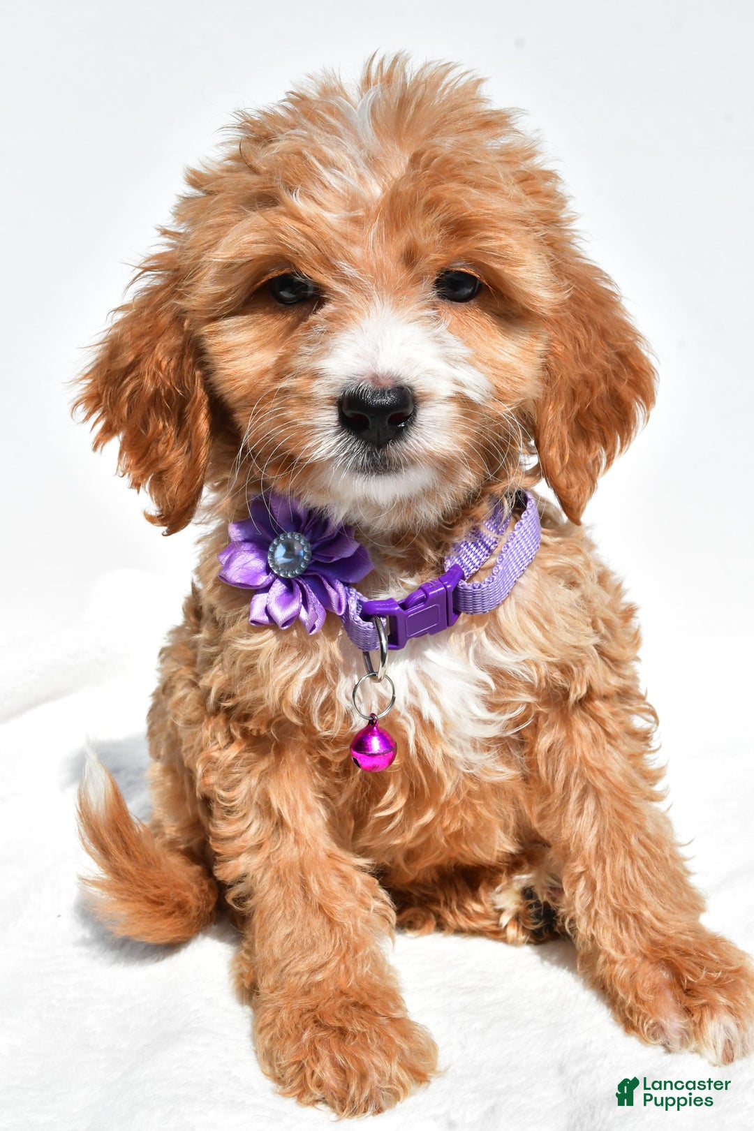 Mini Goldendoodle dogs for sale: Trixie - Image 1