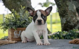 Frenchton dogs for sale: Mollie - Image 2