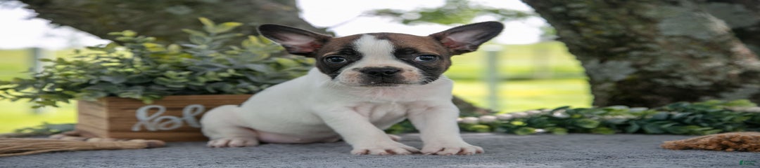Mollie