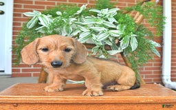 Miniature Dachshund dogs for sale: Tyler - Image 4
