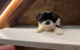 Morkie dogs for sale: Mr. Tiny - Image 4