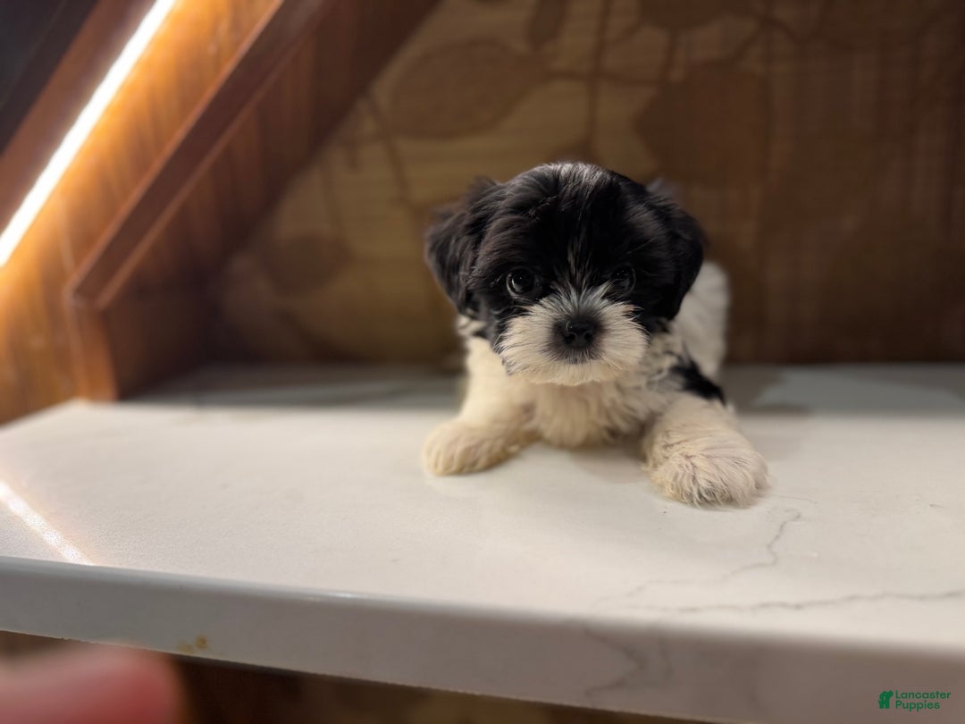 Morkie dogs for sale: Mr. Tiny - Image 4