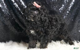 Toy Poodle dogs for sale: Luna - Image 2