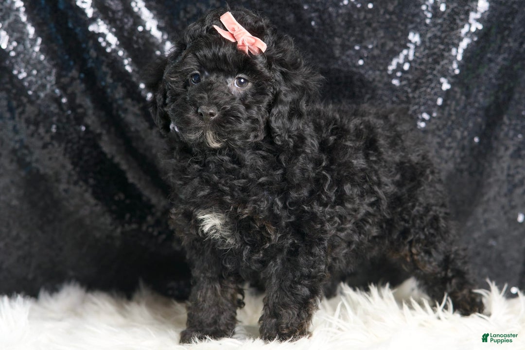 Toy Poodle dogs for sale: Luna - Image 2