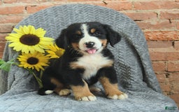 Greater Swiss Mountain Dog dogs for sale: Rambo - Image 2