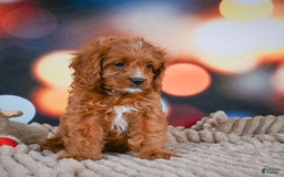 Cavapoo dogs for sale: Phoebe - Image 7