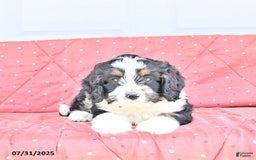 Miniature Bernese Mountain Dog dogs for sale: Ted - Image 2