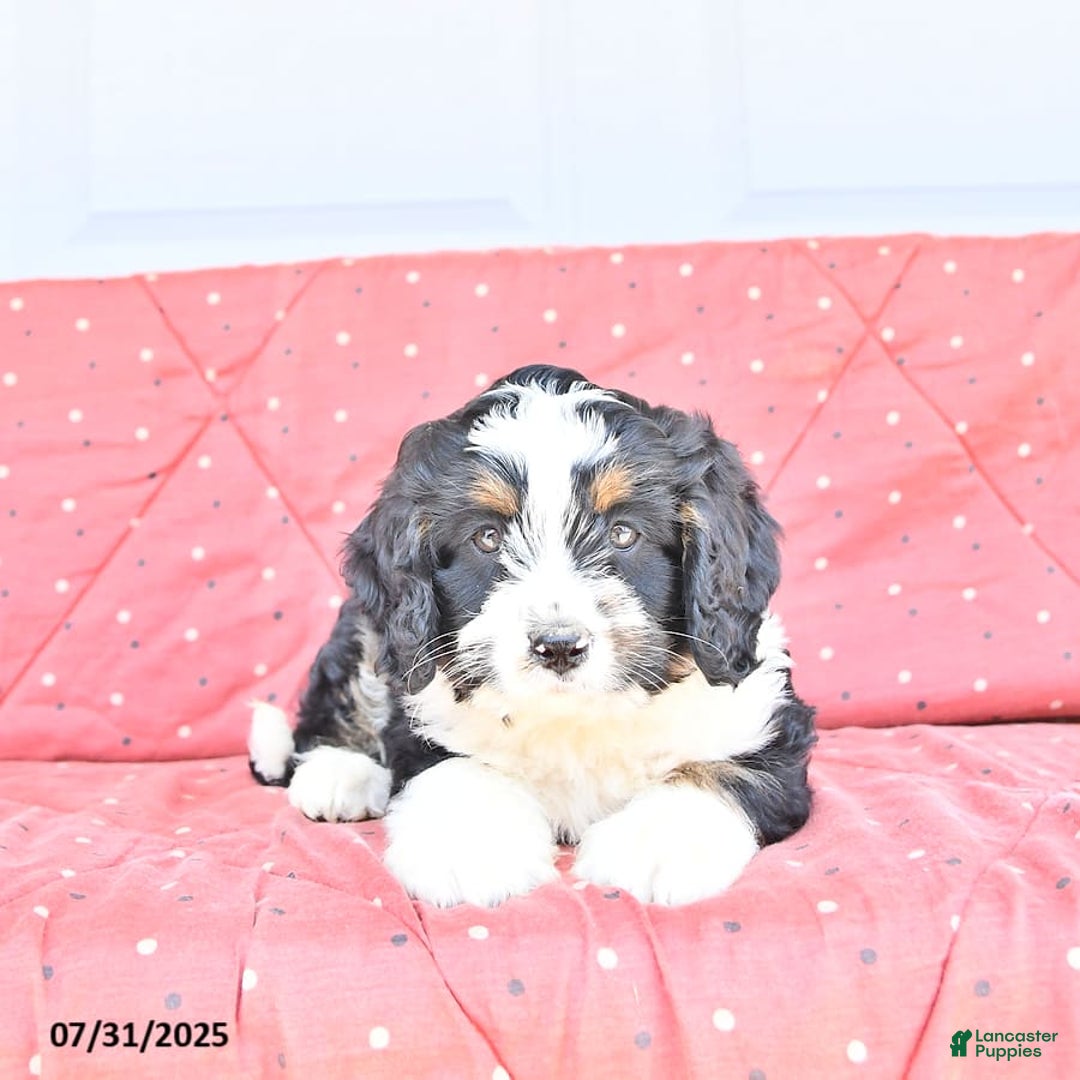 Miniature Bernese Mountain Dog dogs for sale: Ted - Image 2