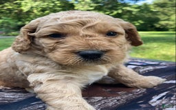 Labradoodle dogs for sale: Rusty - Image 10