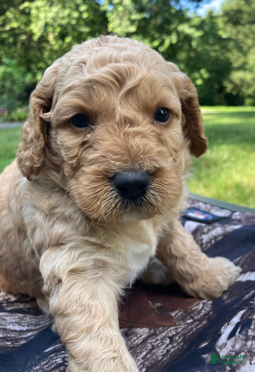 Labradoodle dogs for sale: Rusty - Image 10
