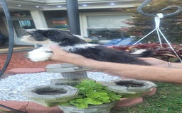 Malshi dogs for sale: Mary - Image 2