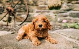 Cavapoo dogs for sale: Ruby - Image 2