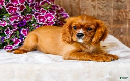 Cavalier King Charles Spaniel dogs for sale: Oliver - Image 4