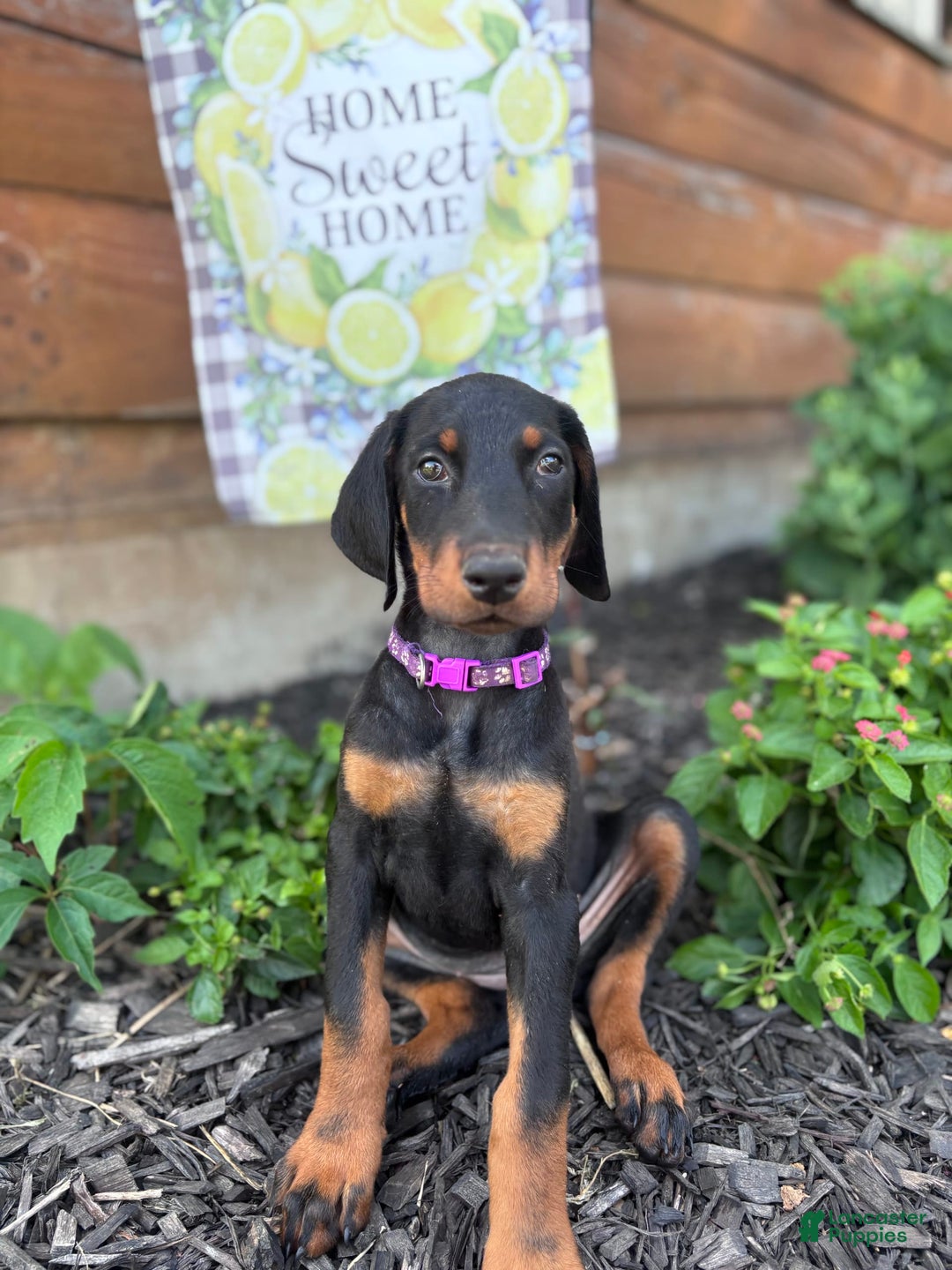 Doberman Pinscher dogs for sale: Annabelle Dad Is Health Tested - Image 9
