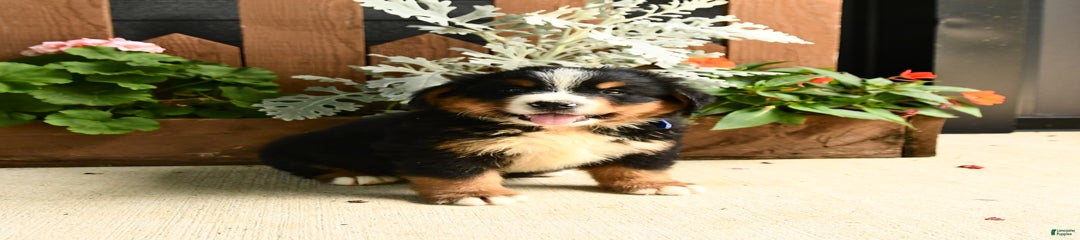 Malcolm