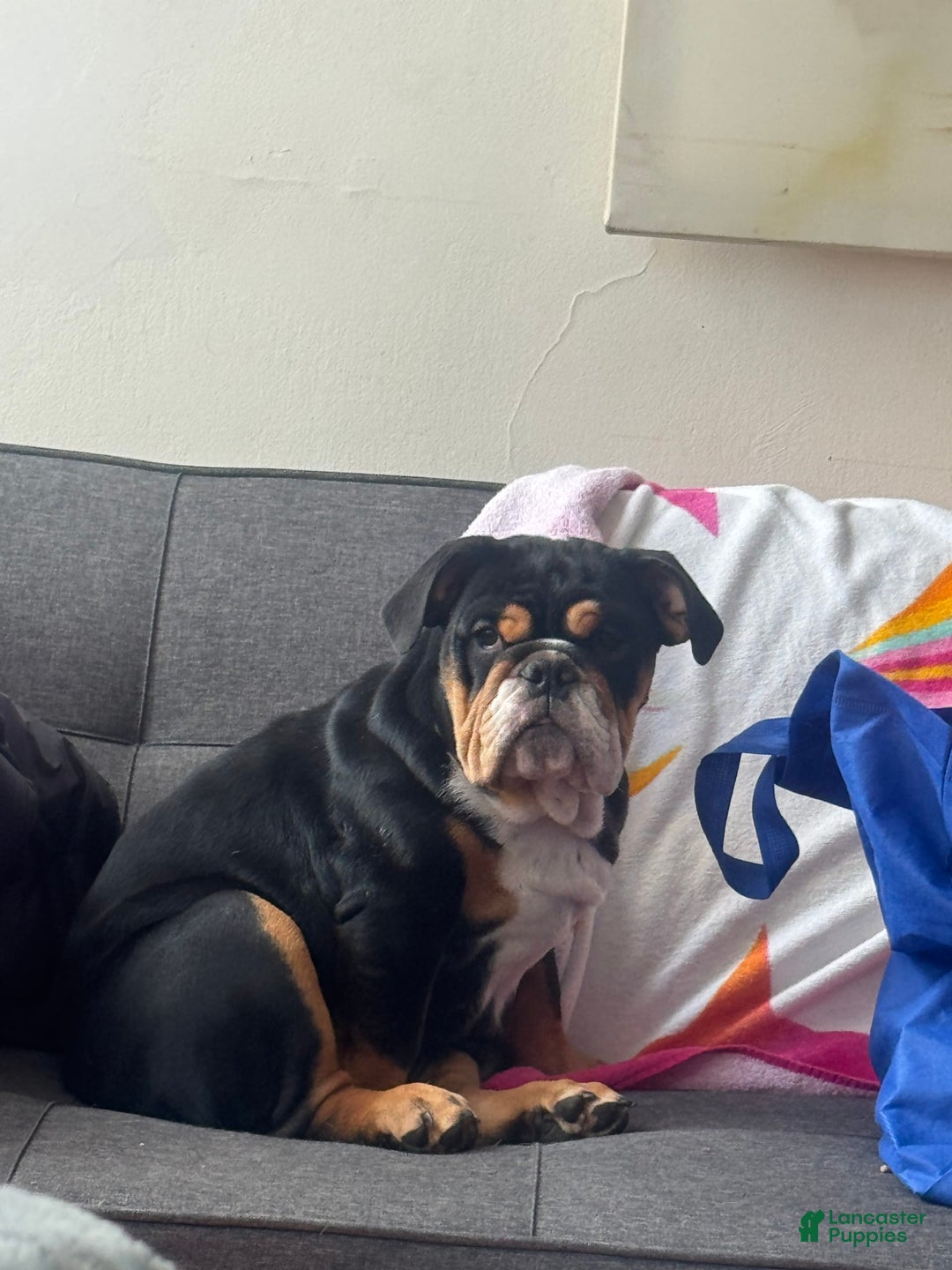 English Bulldog dogs for sale: Olivia - Image 1