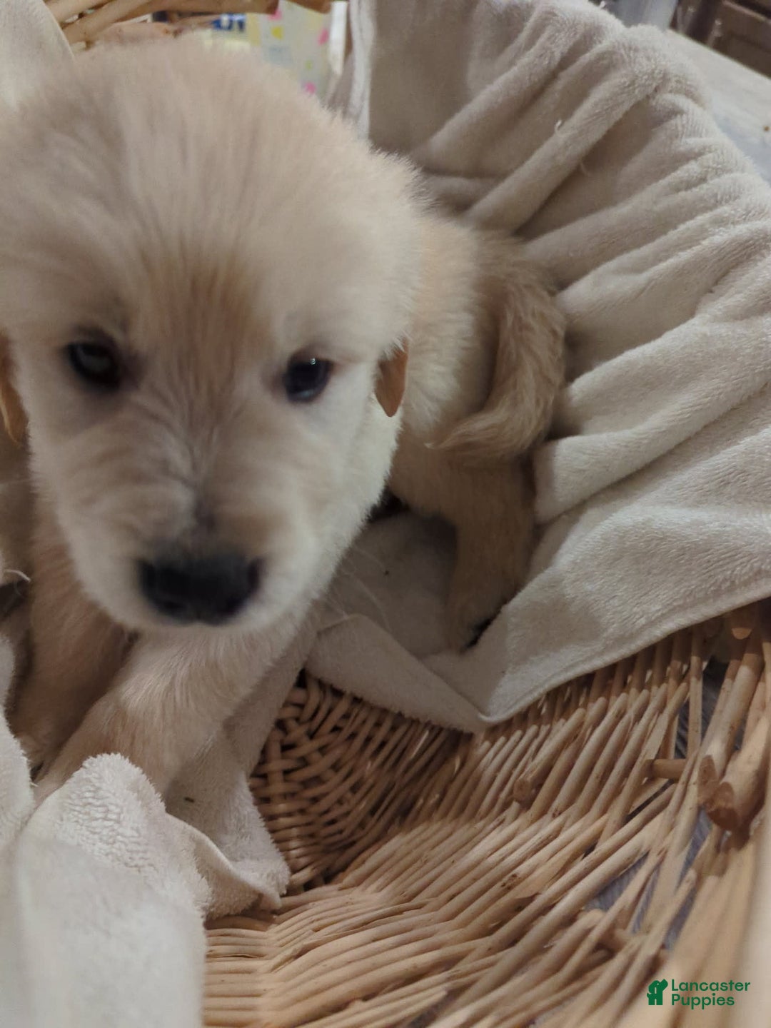 Golden Retriever dogs for sale: Tan - Image 3