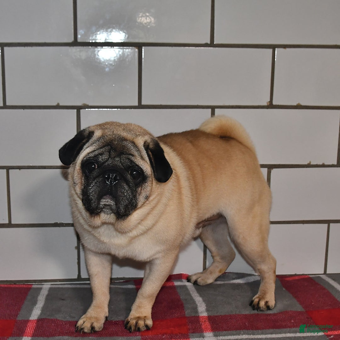 Pug dogs for sale: Chloe - Image 5
