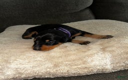 Doberman Pinscher dogs for sale: Purple Collar - Image 6