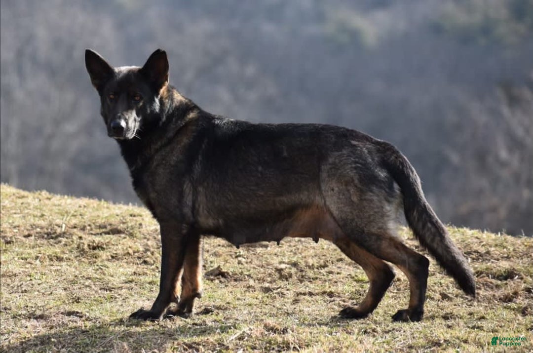 German Shepherd dogs for sale: Chloe - Image 5