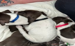 German Shorthaired Pointer dogs for sale: Black - Image 1