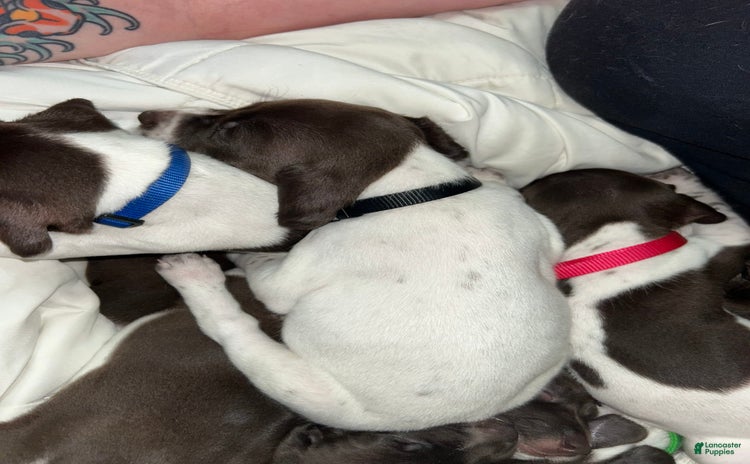 German Shorthaired Pointer dogs for sale - Ad 2