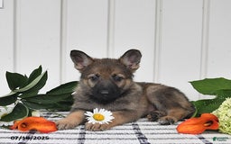 German Shepherd dogs for sale: Lulu - Image 5