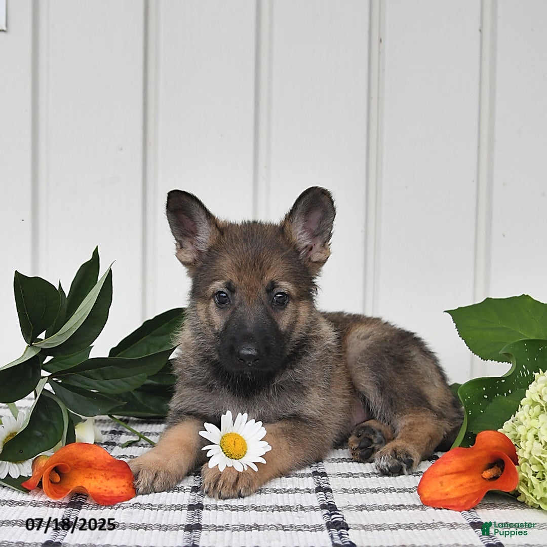 German Shepherd dogs for sale: Lulu - Image 5