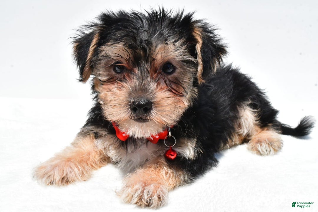 Morkie dogs for sale: Milo - Image 2