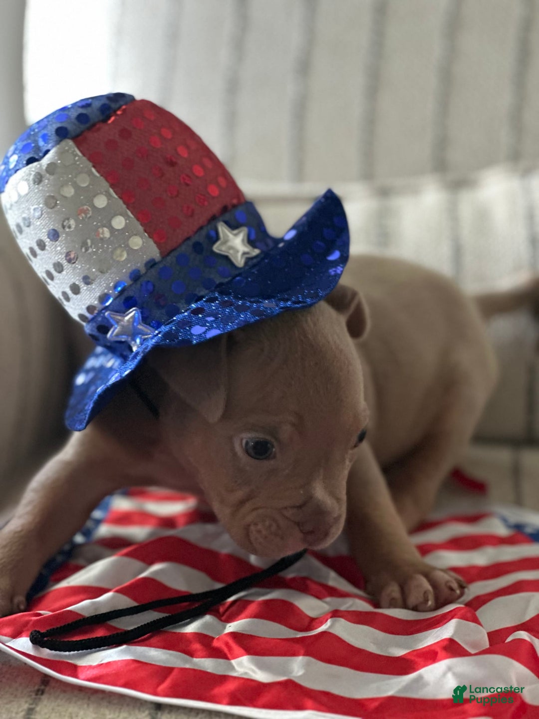 American Bully dogs for sale: Simba - Image 15