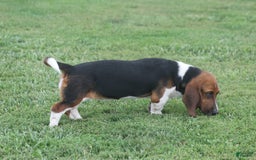 Basset Hound dogs for sale: FAY - Image 11