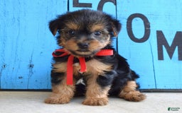 Yorkshire Terrier dogs for sale: Alex - Image 1