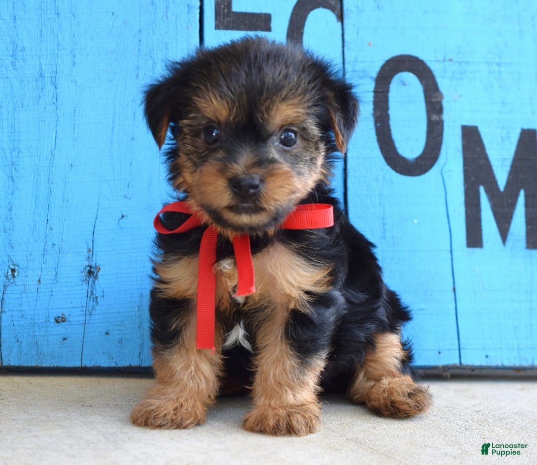 Yorkshire Terrier dogs for sale: Alex - Image 1