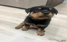 Rottweiler dogs for sale: Roxy - Image 2