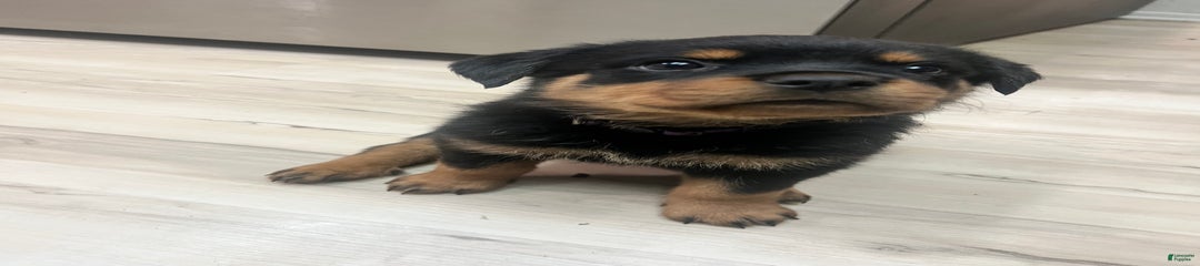 Roxy