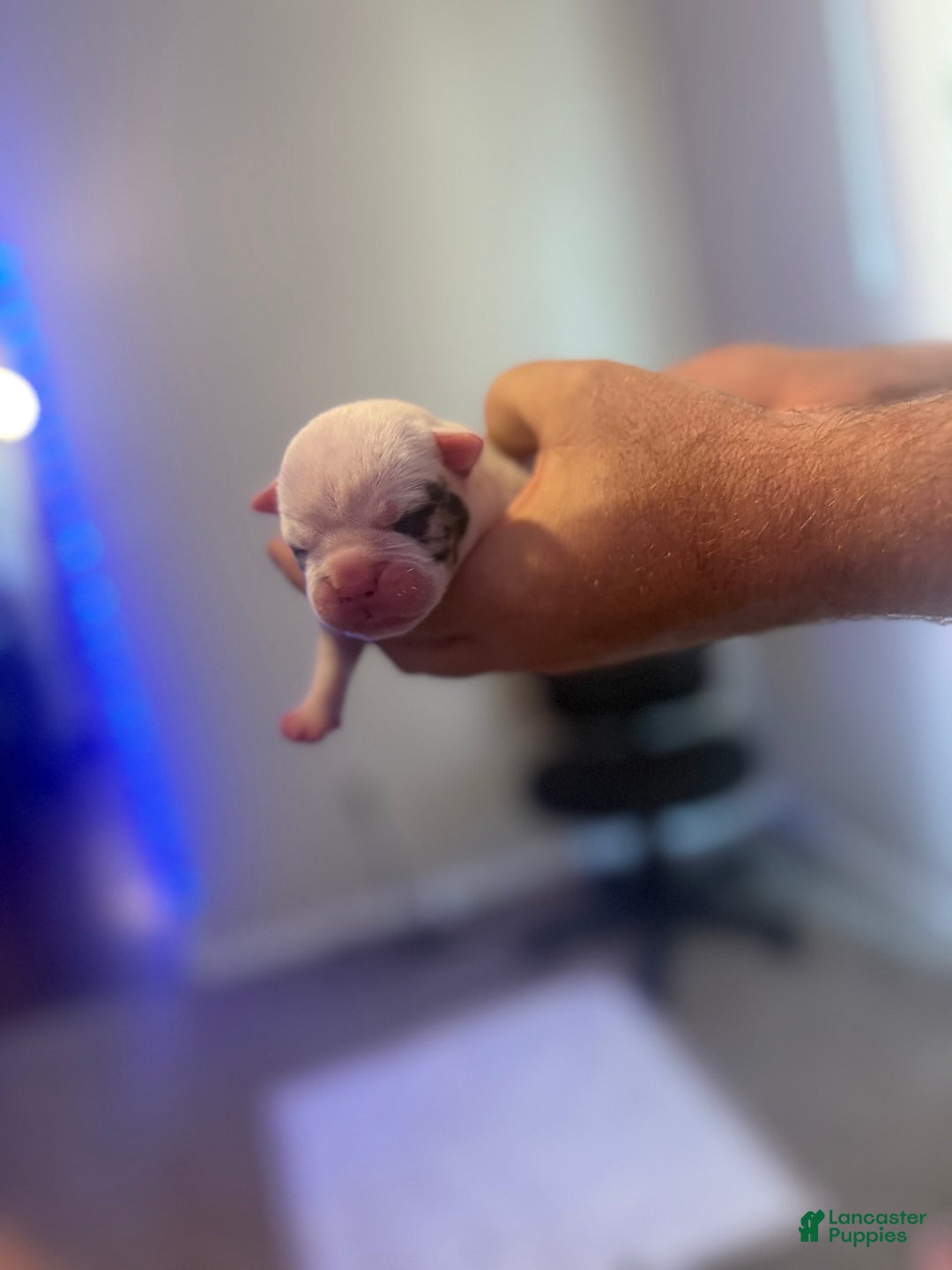 Olde English Bulldogge dogs for sale: Ghost - Image 5