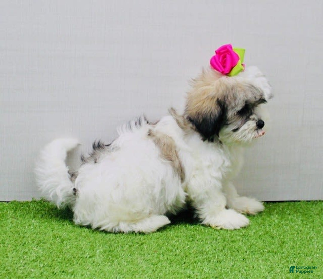Malshi dogs for sale: Fawn - Image 6