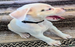 Boxer dogs for sale: Ghost - Image 3