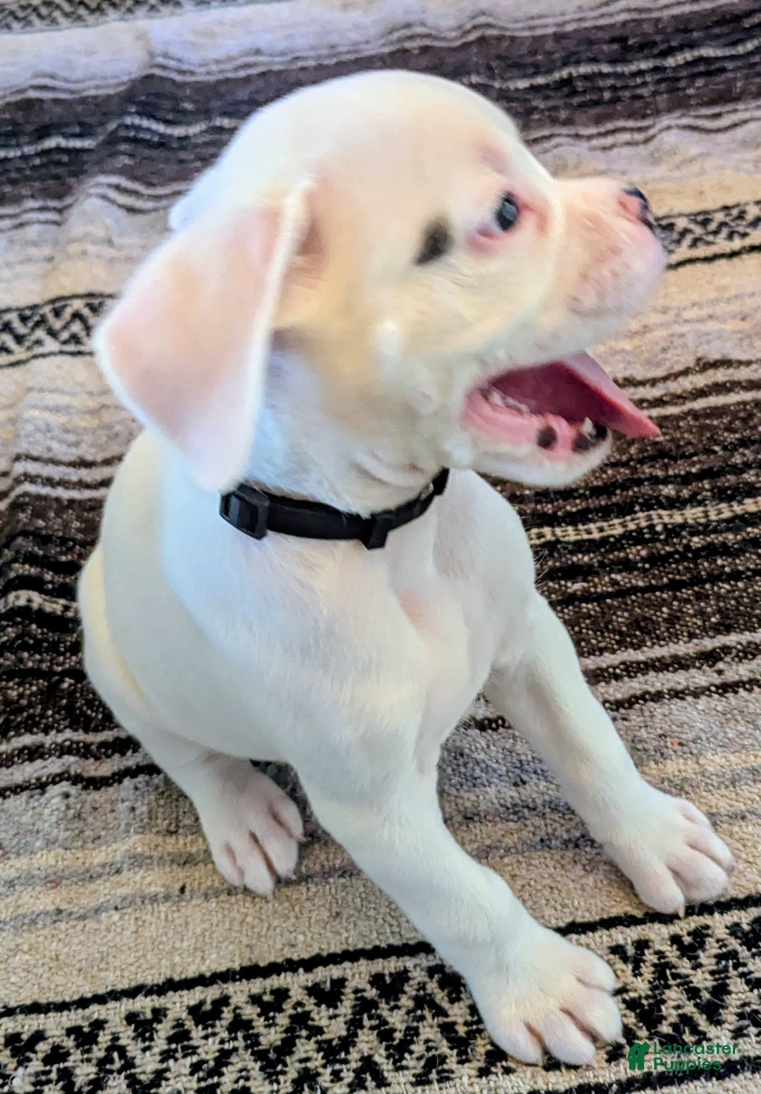 Boxer dogs for sale: Ghost - Image 3